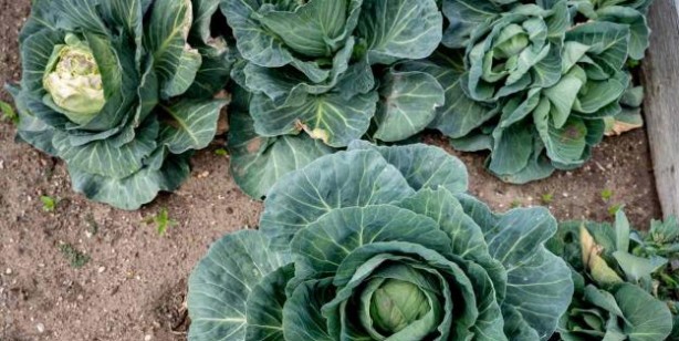 Foto - Beyne, hafızaya ne iyi gelir? Beyni koruyan ve unutkanlığı yok eden 11 besin! Beyin gelişimine iyi gelen şeyler