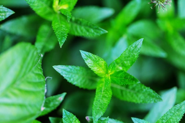 Foto - Beyin aktivitesini güçlendiren bitkiler