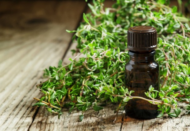 Foto - Beyin aktivitesini güçlendiren bitkiler