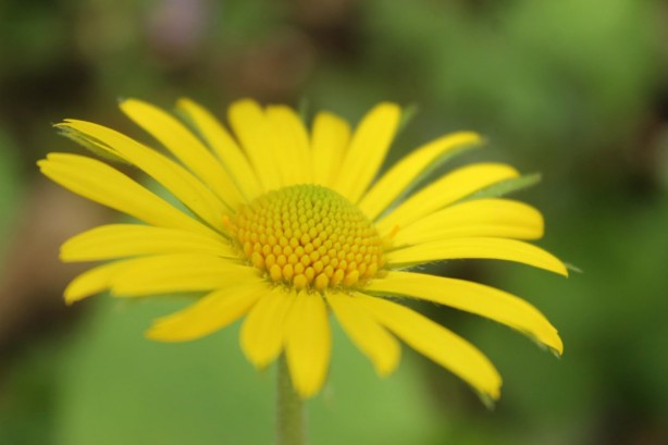 Foto - Beyin aktivitesini güçlendiren bitkiler