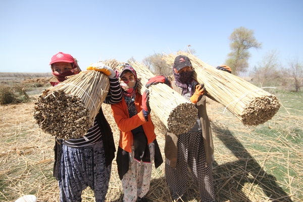 Foto - Beyşehir Gölü kıyılarından toplanan kamışlar Avrupa ülkelerine satılıyor