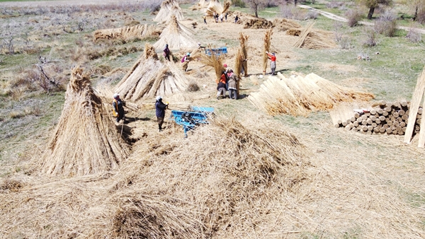 Foto - Beyşehir Gölü kıyılarından toplanan kamışlar Avrupa ülkelerine satılıyor