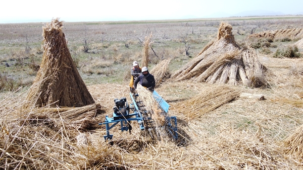 Foto - Beyşehir Gölü kıyılarından toplanan kamışlar Avrupa ülkelerine satılıyor