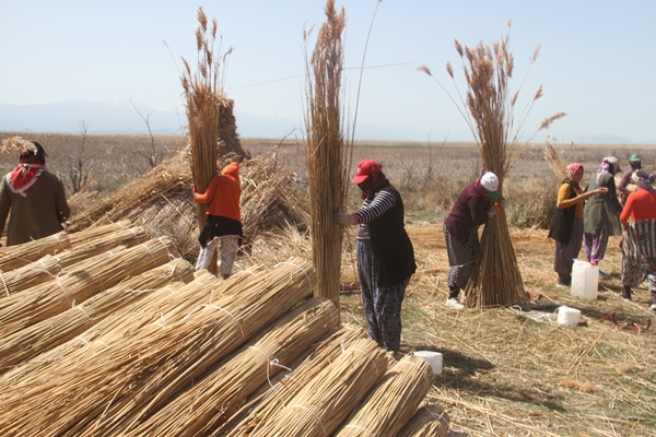 Foto - Beyşehir Gölü kıyılarından toplanan kamışlar Avrupa ülkelerine satılıyor