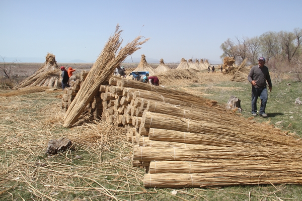 Foto - Beyşehir Gölü kıyılarından toplanan kamışlar Avrupa ülkelerine satılıyor