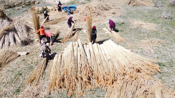 Foto - Beyşehir Gölü kıyılarından toplanan kamışlar Avrupa ülkelerine satılıyor