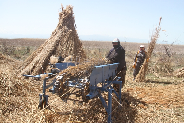 Foto - Beyşehir Gölü kıyılarından toplanan kamışlar Avrupa ülkelerine satılıyor