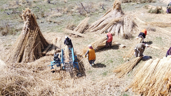 Foto - Beyşehir Gölü kıyılarından toplanan kamışlar Avrupa ülkelerine satılıyor