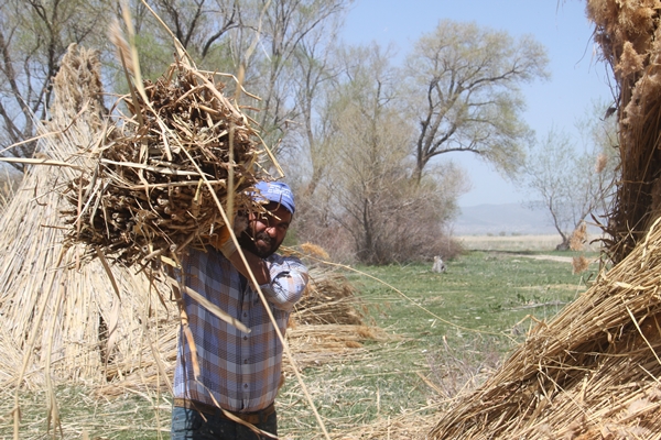 Beyşehir Gölü kıyılarından toplanan kamışlar Avrupa ülkelerine satılıyor