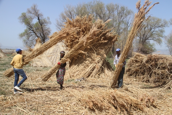 Foto - Beyşehir Gölü kıyılarından toplanan kamışlar Avrupa ülkelerine satılıyor