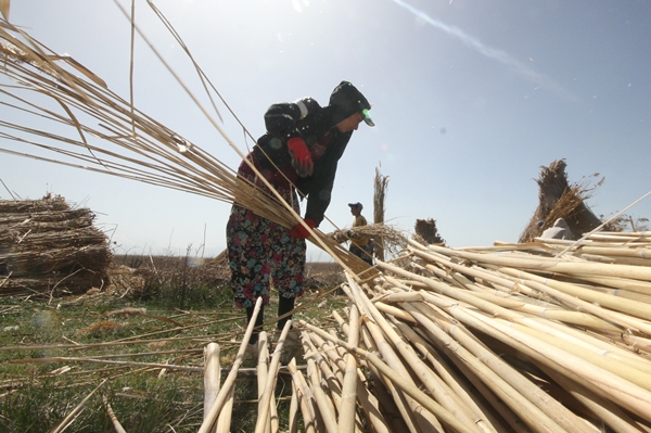 Foto - Beyşehir Gölü kıyılarından toplanan kamışlar Avrupa ülkelerine satılıyor