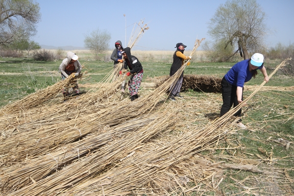 Foto - Beyşehir Gölü kıyılarından toplanan kamışlar Avrupa ülkelerine satılıyor