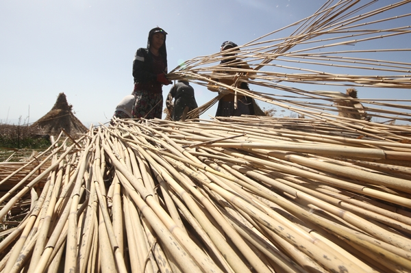 Foto - Beyşehir Gölü kıyılarından toplanan kamışlar Avrupa ülkelerine satılıyor