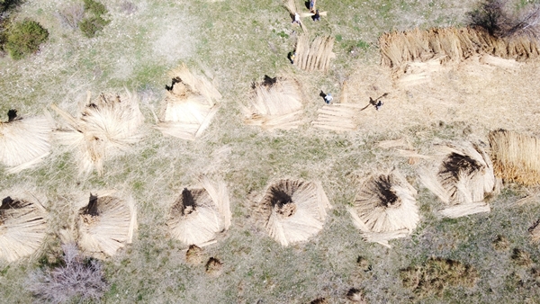 Foto - Beyşehir Gölü kıyılarından toplanan kamışlar Avrupa ülkelerine satılıyor