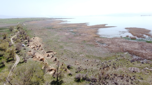 Foto - Beyşehir Gölü kıyılarından toplanan kamışlar Avrupa ülkelerine satılıyor