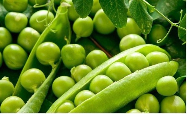 Foto - Bezelye diyabete iyi geliyor!