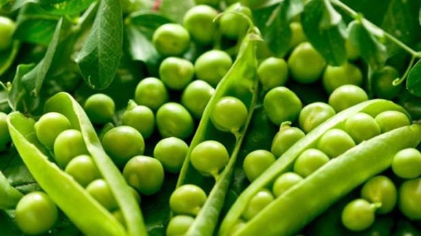 Foto - Bezelye diyabete iyi geliyor!