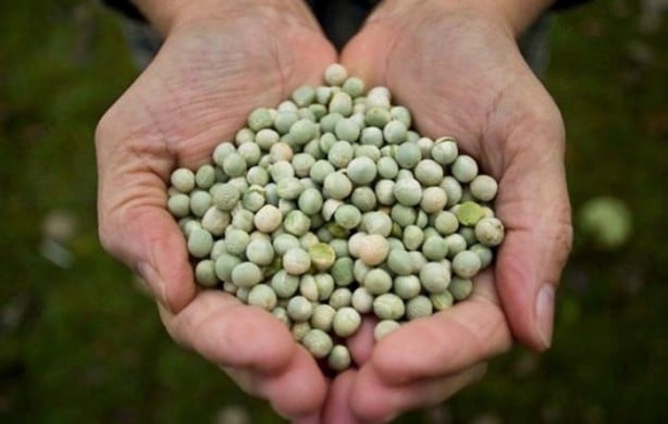 Foto - Bezelye diyabete iyi geliyor!