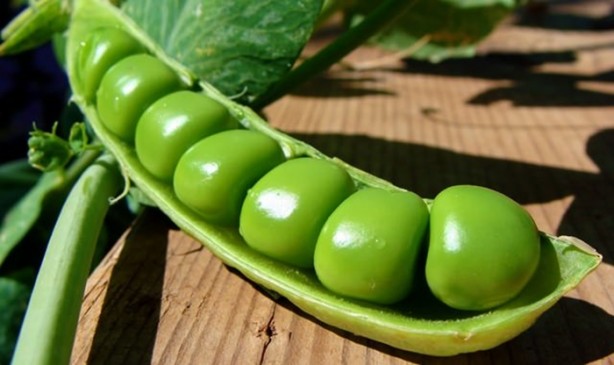 Foto - Bezelye diyabete iyi geliyor!