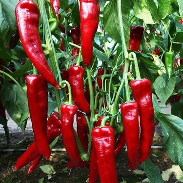 Foto - Biber yemek için 13 neden!