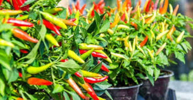 Foto - Biber yemek için 13 neden!