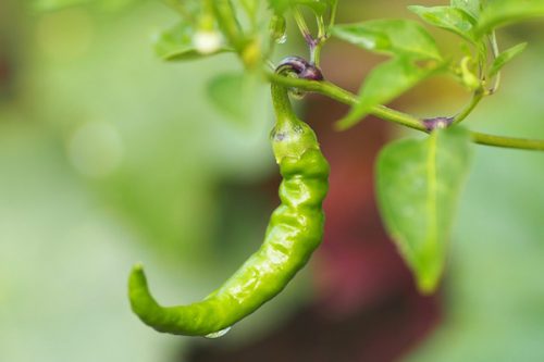 Foto - Biber yemek için 13 neden!