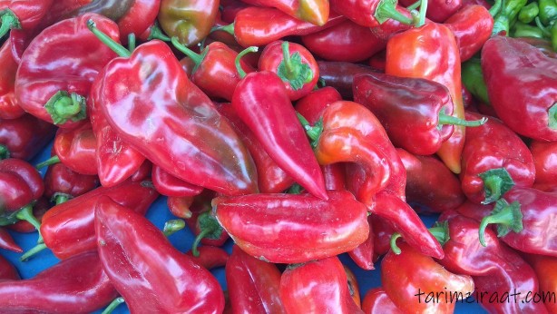 Foto - Biber yemek için 13 neden!