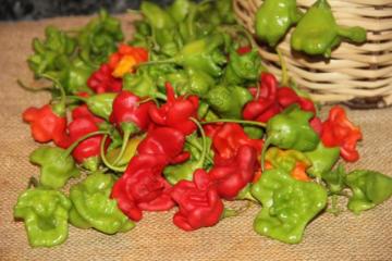 Foto - Biber yemek için 13 neden!