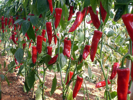 Foto - Biberin 10 muhteşem faydası