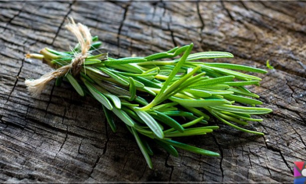 Foto - Biberiyenin faydaları nelerdir ve nasıl kullanılır? Biberiye bitkisi neye iyi gelir?