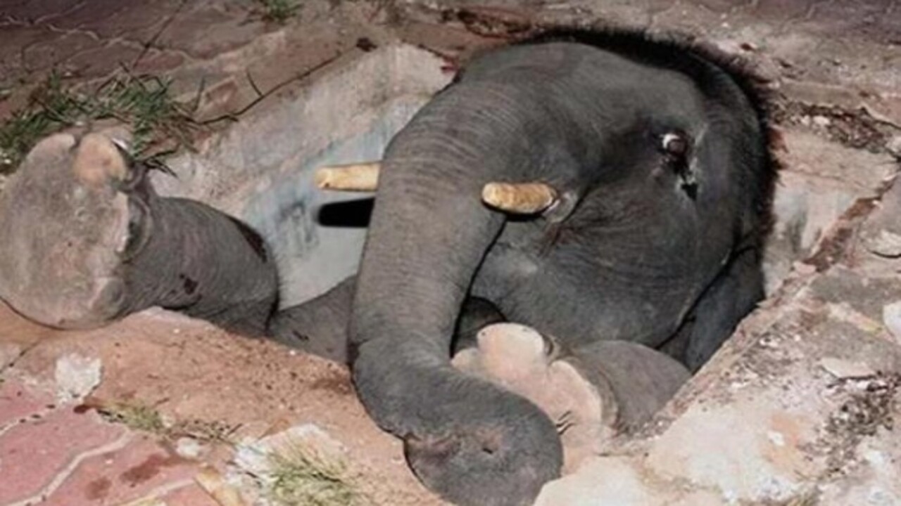 Foto - Birbirinden ilginç görüntüler! İşte hayvanların şanssız anları