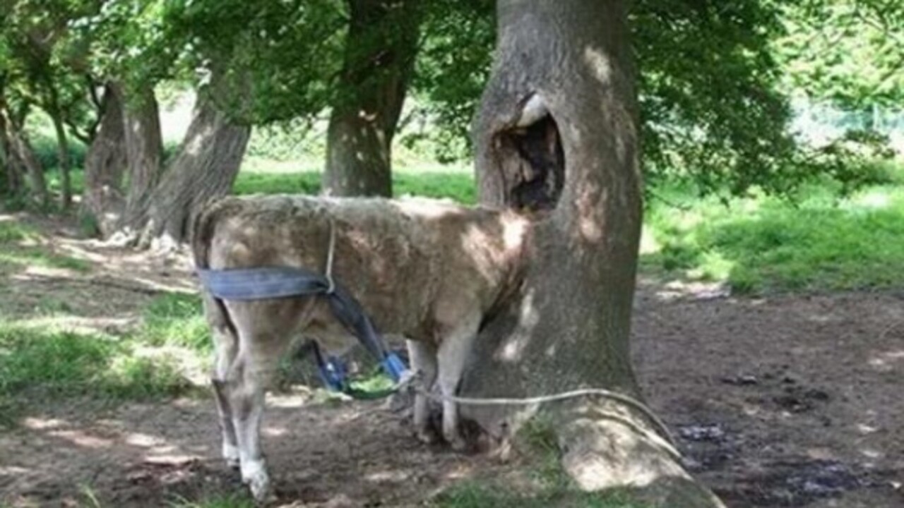 Foto - Birbirinden ilginç görüntüler! İşte hayvanların şanssız anları