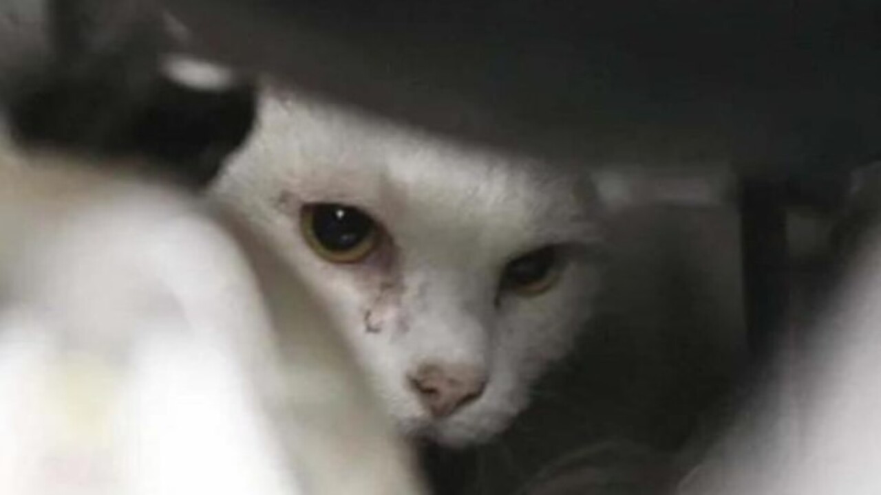 Foto - Birbirinden ilginç görüntüler! İşte hayvanların şanssız anları