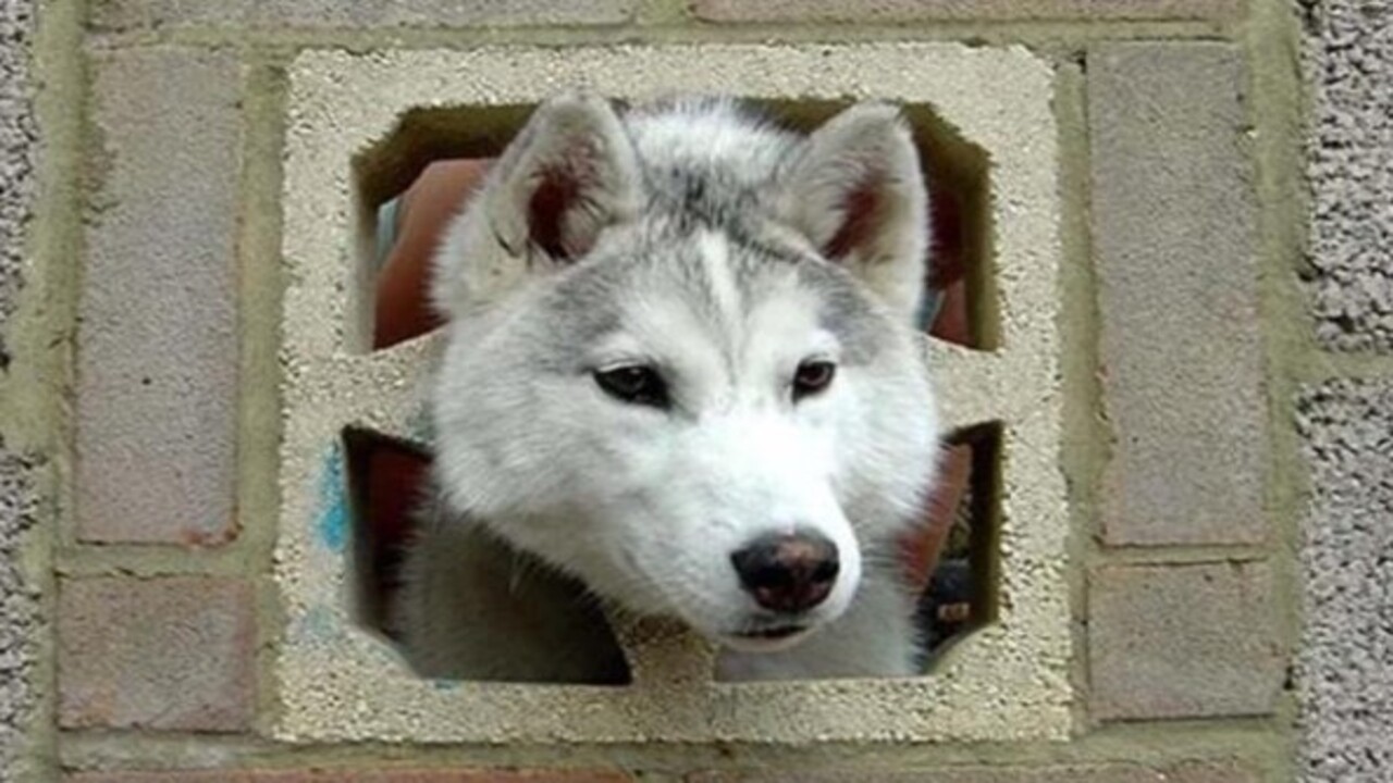 Foto - Birbirinden ilginç görüntüler! İşte hayvanların şanssız anları