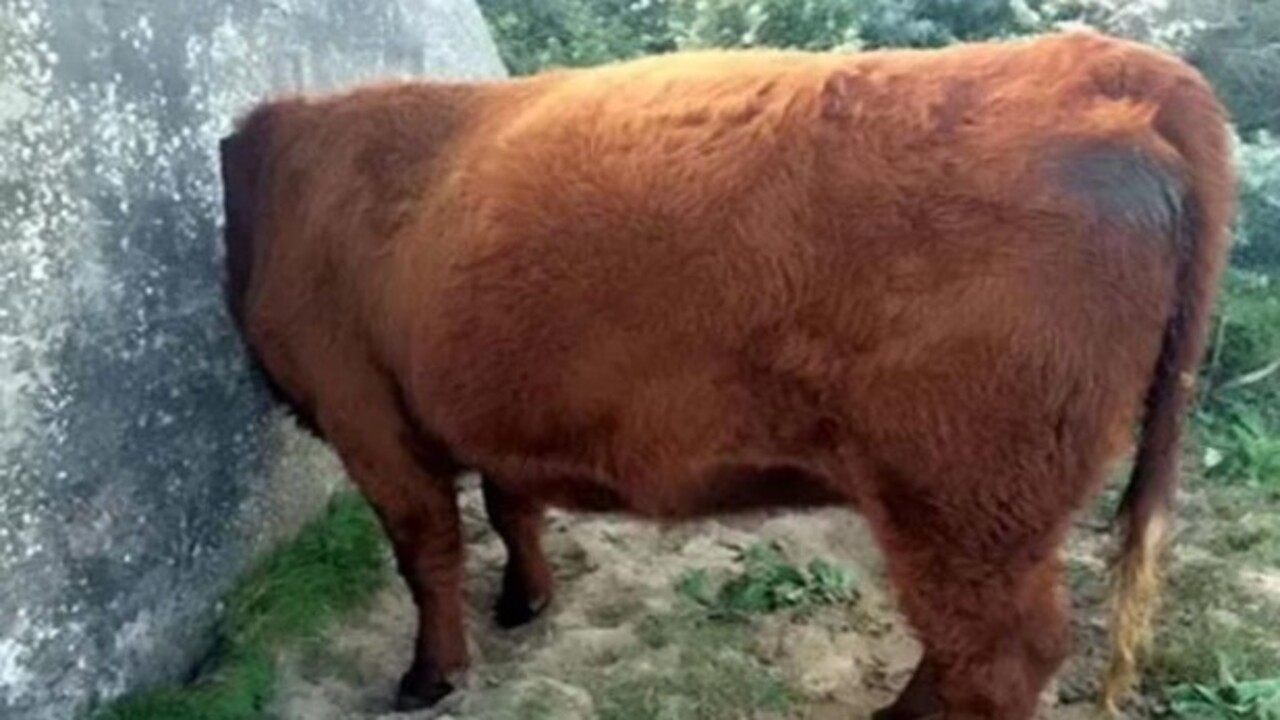 Foto - Birbirinden ilginç görüntüler! İşte hayvanların şanssız anları