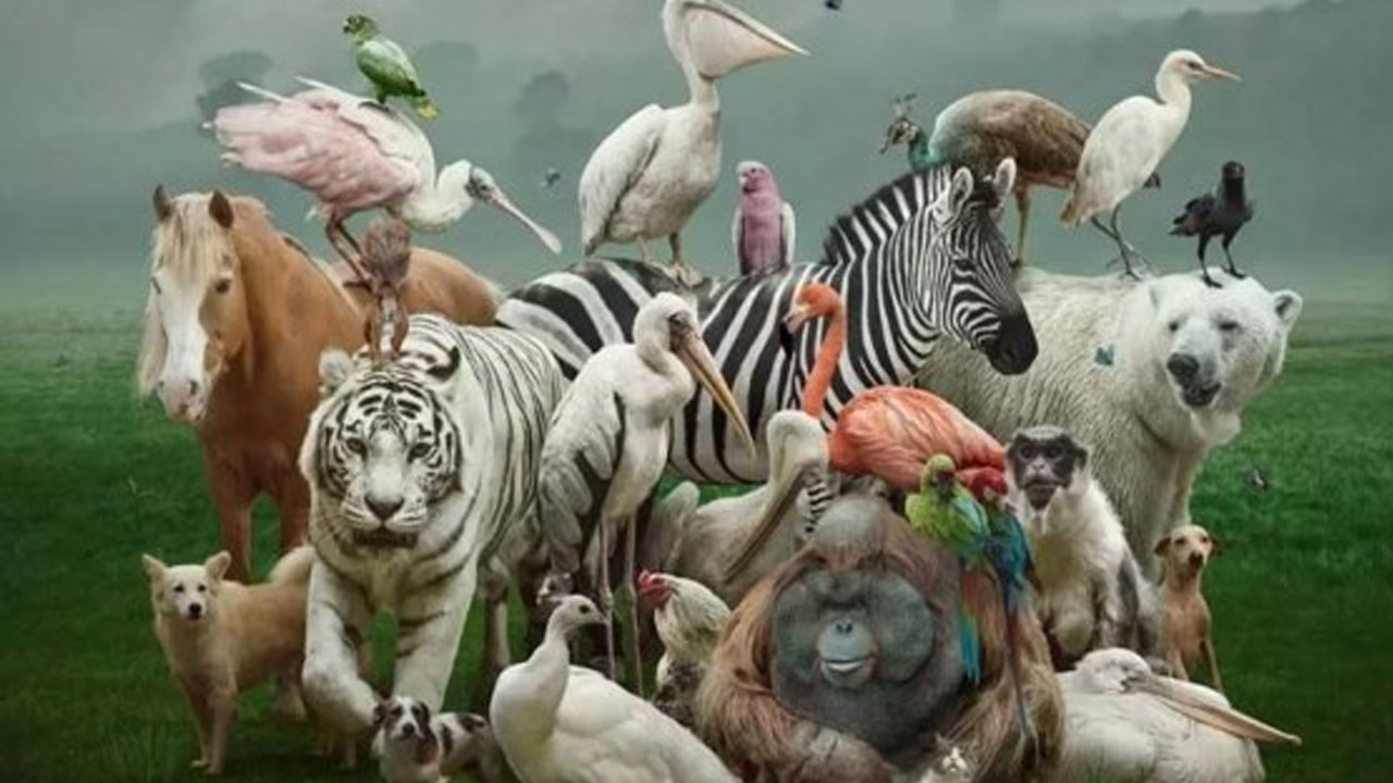 Birbirinden ilginç görüntüler! İşte hayvanların şanssız anları