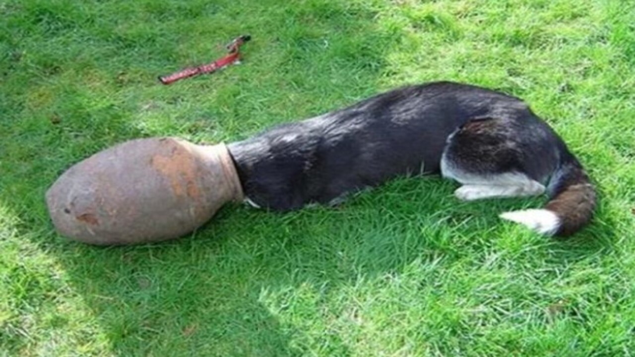 Foto - Birbirinden ilginç görüntüler! İşte hayvanların şanssız anları