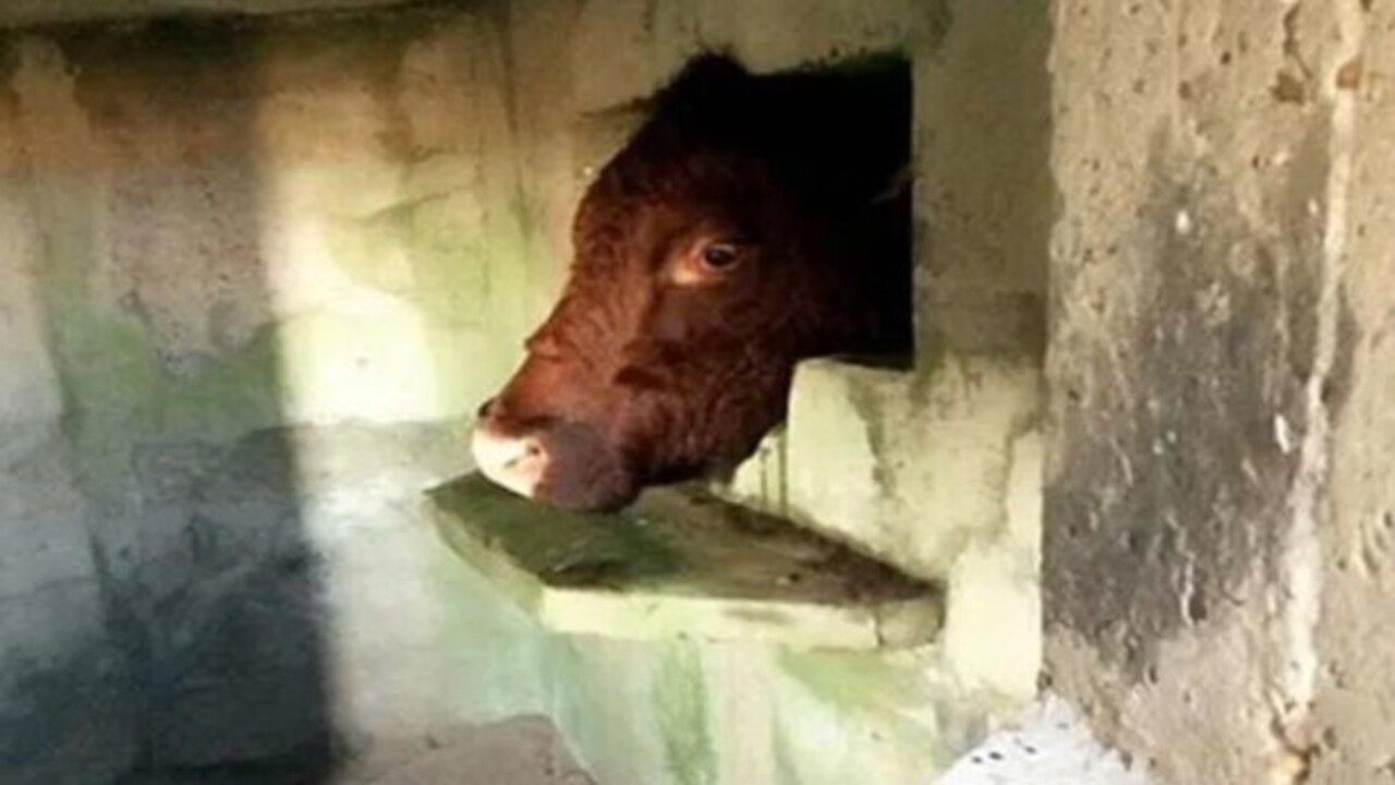 Foto - Birbirinden ilginç görüntüler! İşte hayvanların şanssız anları