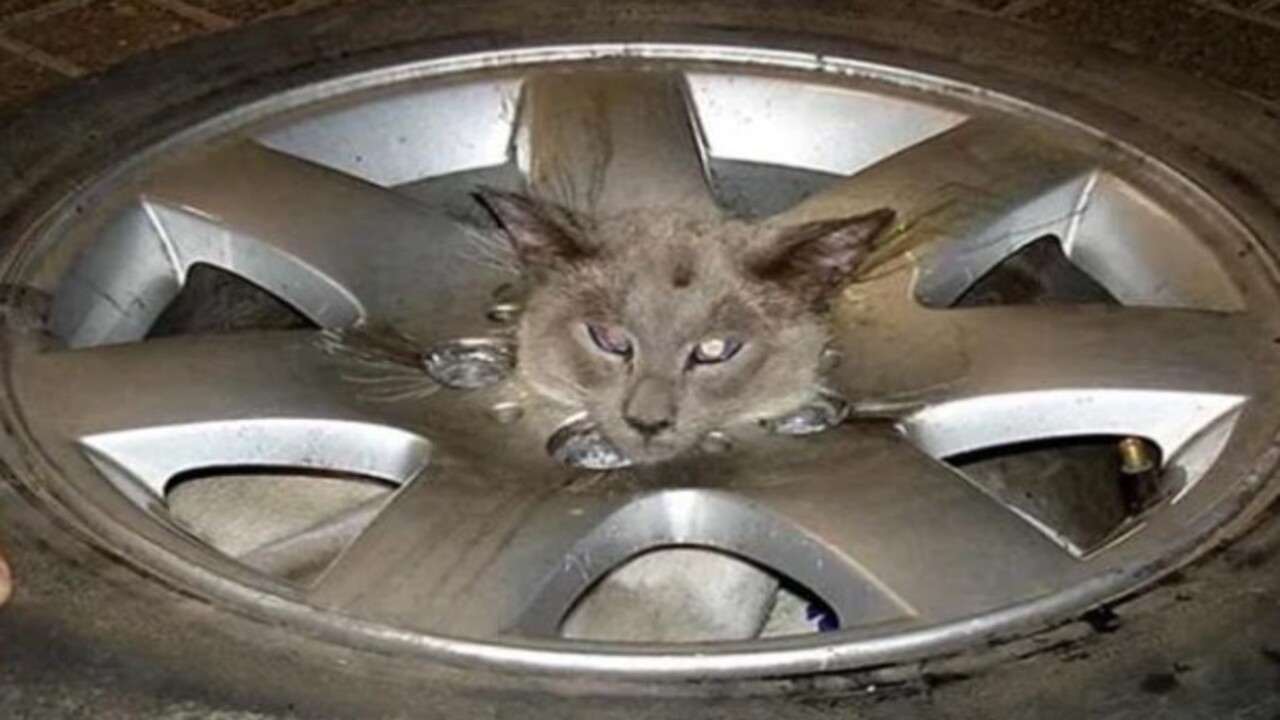 Foto - Birbirinden ilginç görüntüler! İşte hayvanların şanssız anları