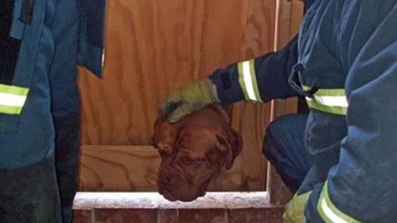 Foto - Birbirinden ilginç görüntüler! İşte hayvanların şanssız anları