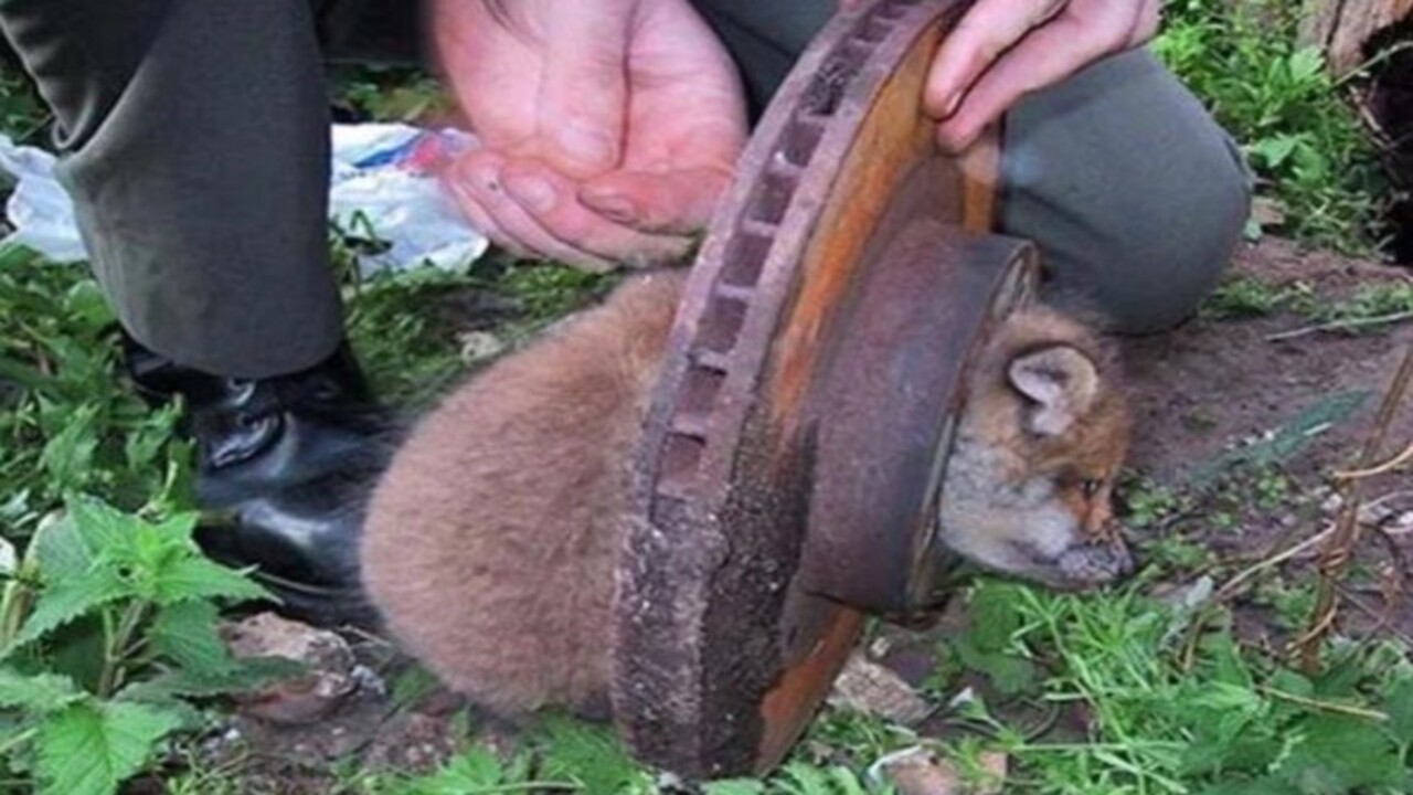 Foto - Birbirinden ilginç görüntüler! İşte hayvanların şanssız anları