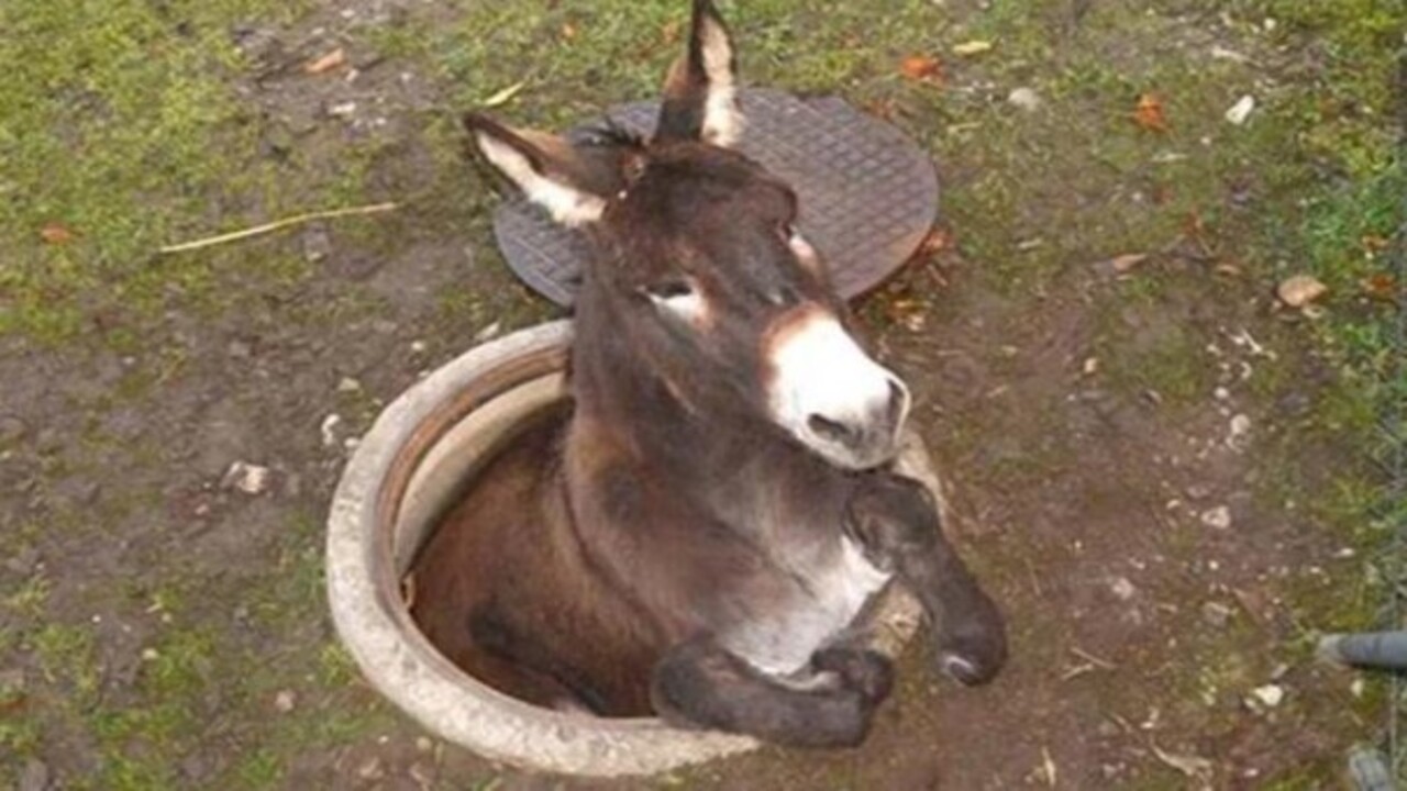 Foto - Birbirinden ilginç görüntüler! İşte hayvanların şanssız anları