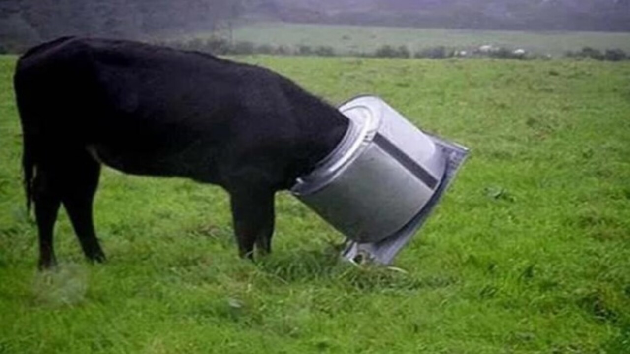 Foto - Birbirinden ilginç görüntüler! İşte hayvanların şanssız anları