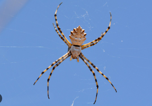 Foto - Bilecik'te görüldü! İnsanı anında öldürüyor, gördüğünüz an hemen kaçın