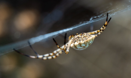 Foto - Bilecik'te görüldü! İnsanı anında öldürüyor, gördüğünüz an hemen kaçın