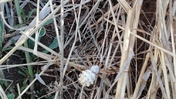 Bilecik'te görüldü! İnsanı anında öldürüyor, gördüğünüz an hemen kaçın