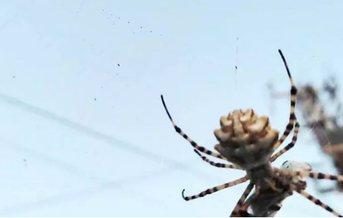 Foto - Bilecik'te görüldü! İnsanı anında öldürüyor, gördüğünüz an hemen kaçın