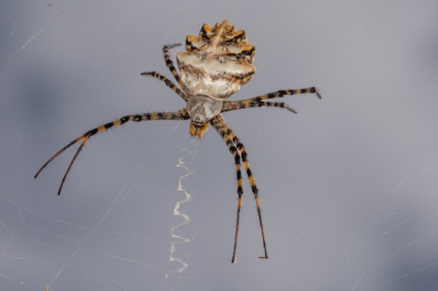 Foto - Bilecik'te görüldü! İnsanı anında öldürüyor, gördüğünüz an hemen kaçın