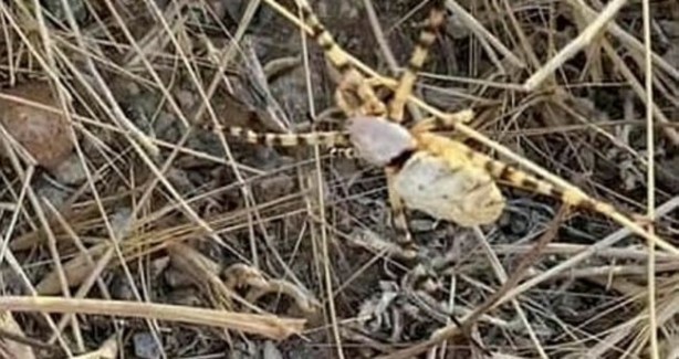 Foto - Bilecik'te görüldü! İnsanı anında öldürüyor, gördüğünüz an hemen kaçın