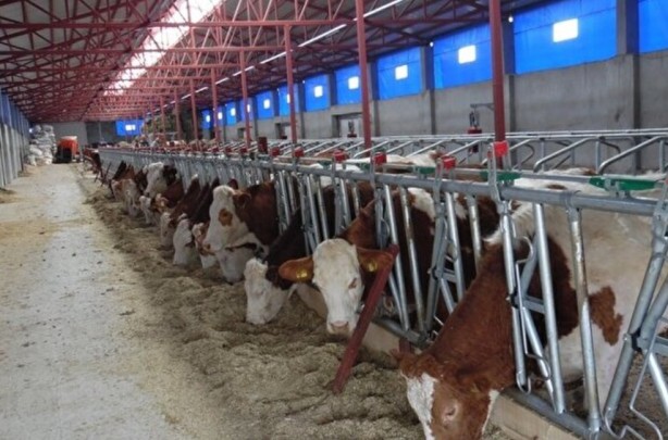 Foto - Bileziklerini satıp başlamıştı... Şimdi taleplere yetişemiyor